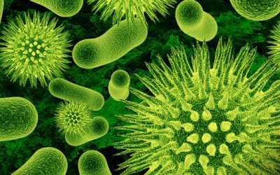 Bacterias y Parásitos en el Agua